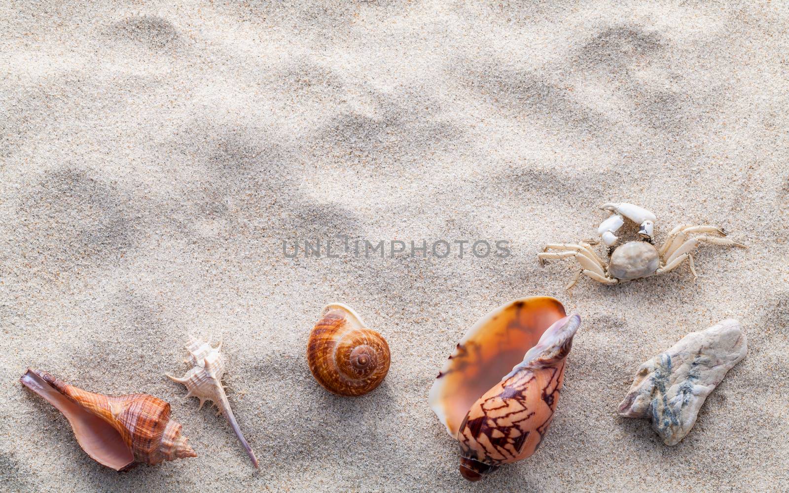 Sea shells,starfish and crab on beach sand for summer and beach concept. Studio shot beach background.