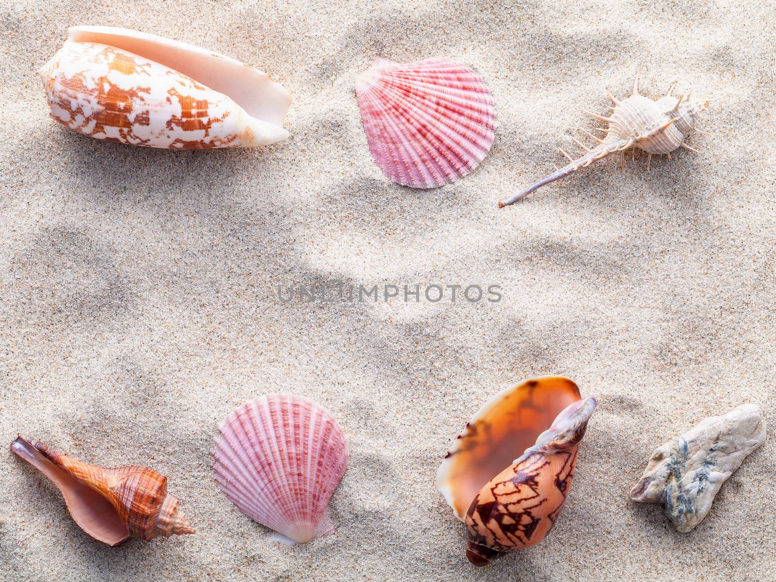 Sea shells,starfish and crab on beach sand for summer and beach  by kerdkanno