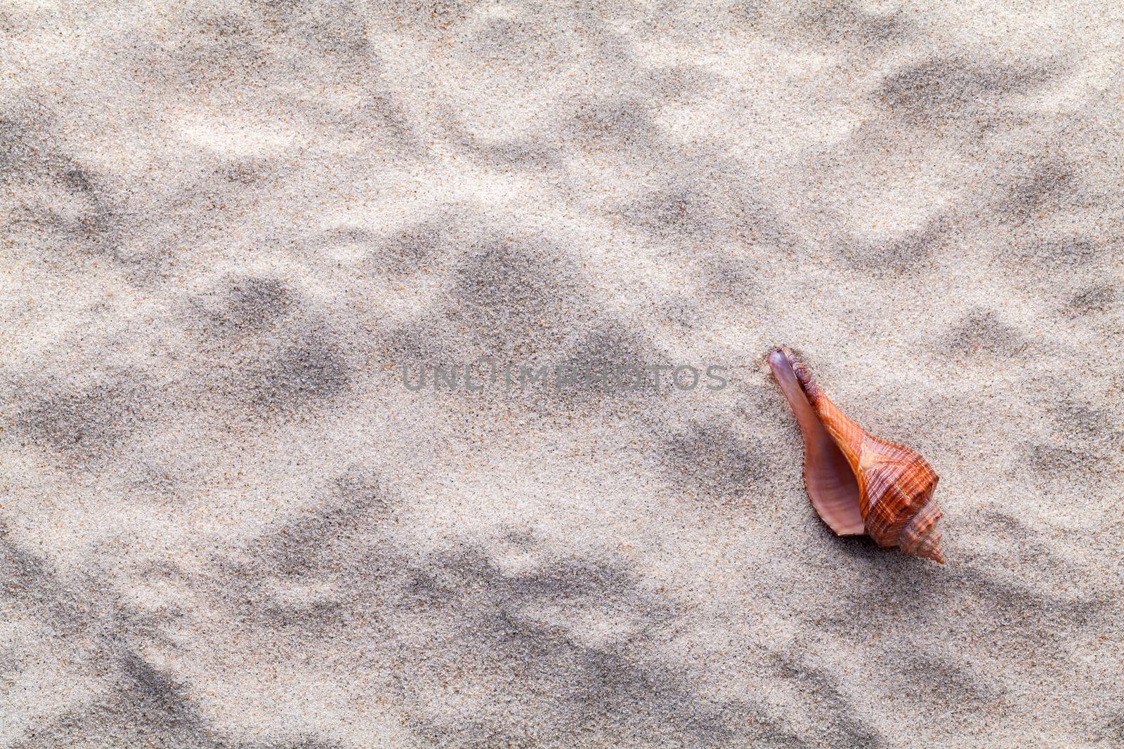 Sea shells,starfish and crab on beach sand for summer and beach concept. Studio shot beach background.