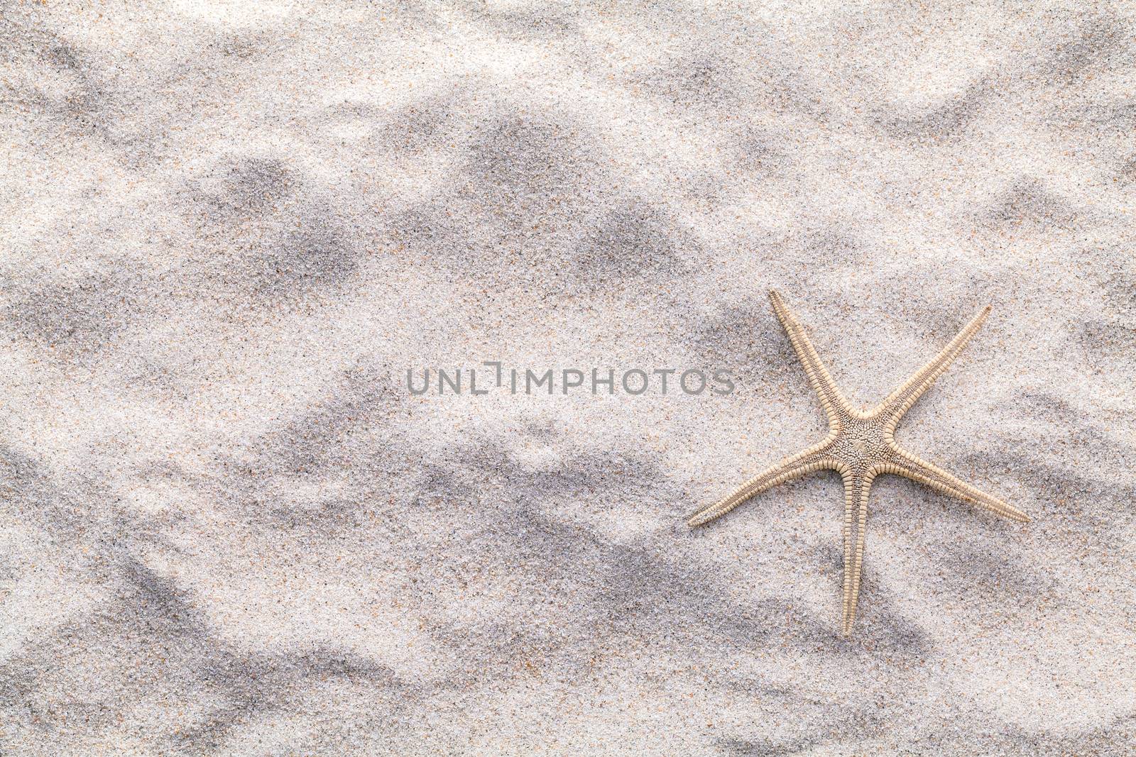 Sea shells,starfish and crab on beach sand for summer and beach concept. Studio shot beach background.