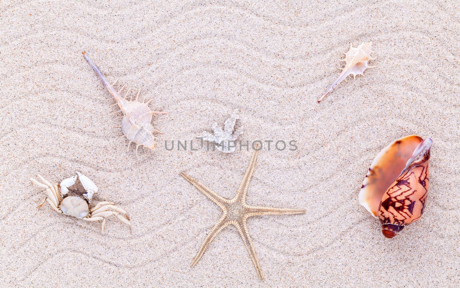 Sea shells,starfish and crab on beach sand for summer and beach concept.