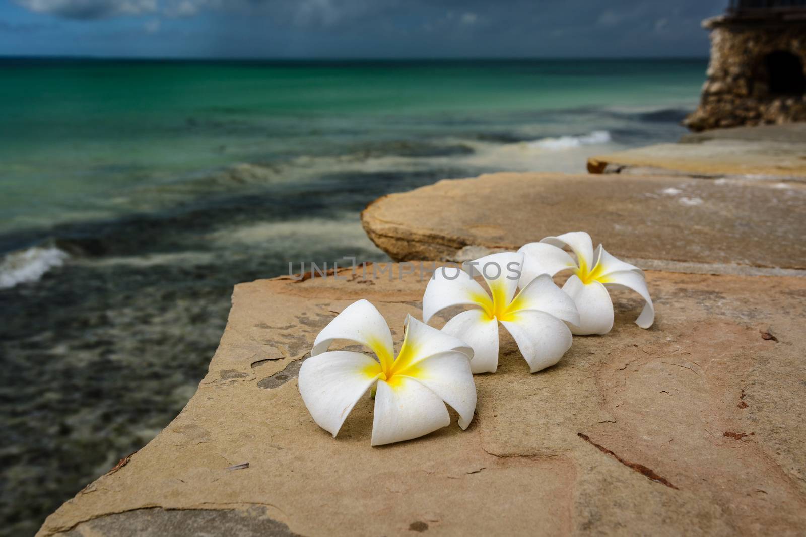 A nice view of composition of typical floweers in Zanzibar.