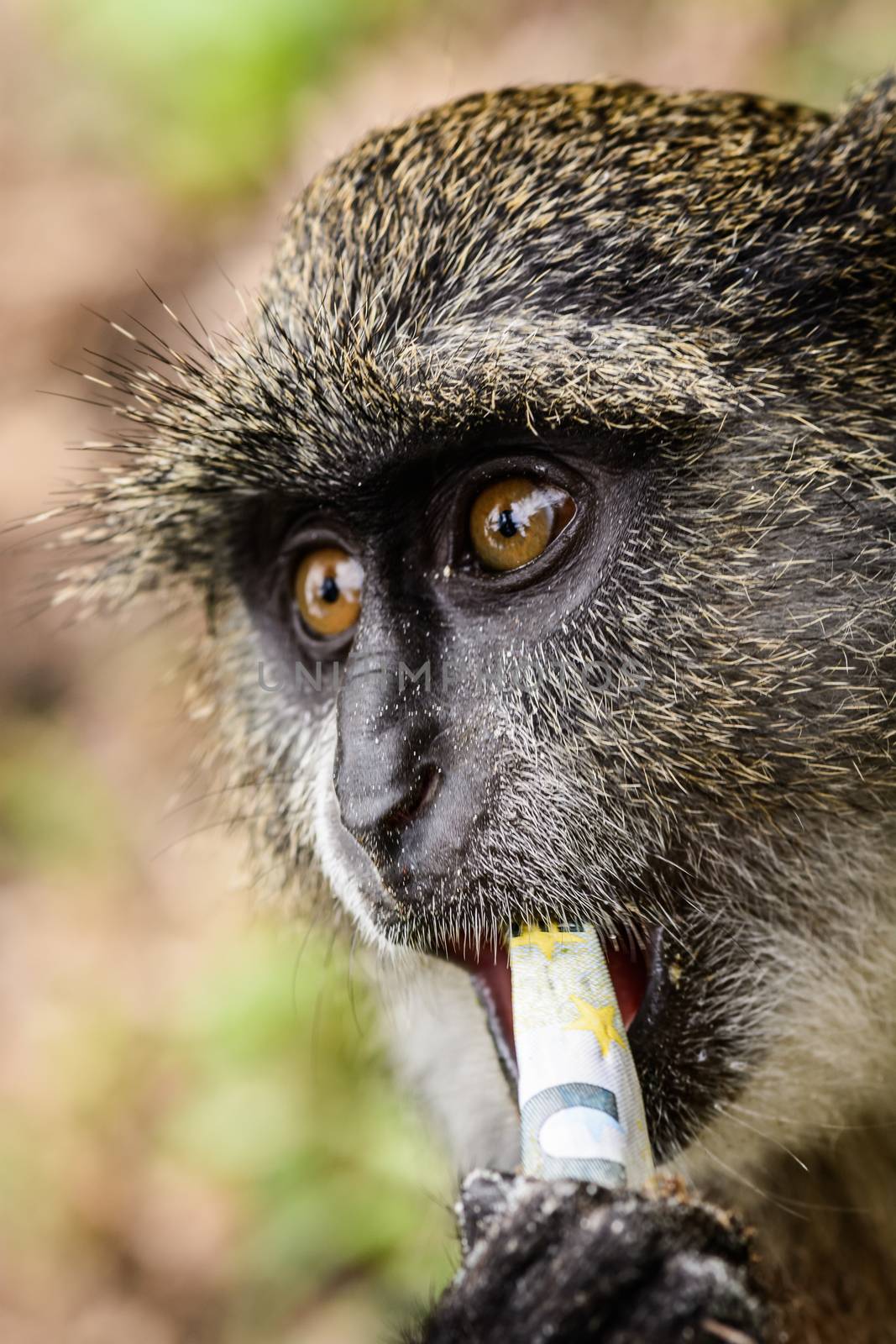 Monkey in Zanzibar.