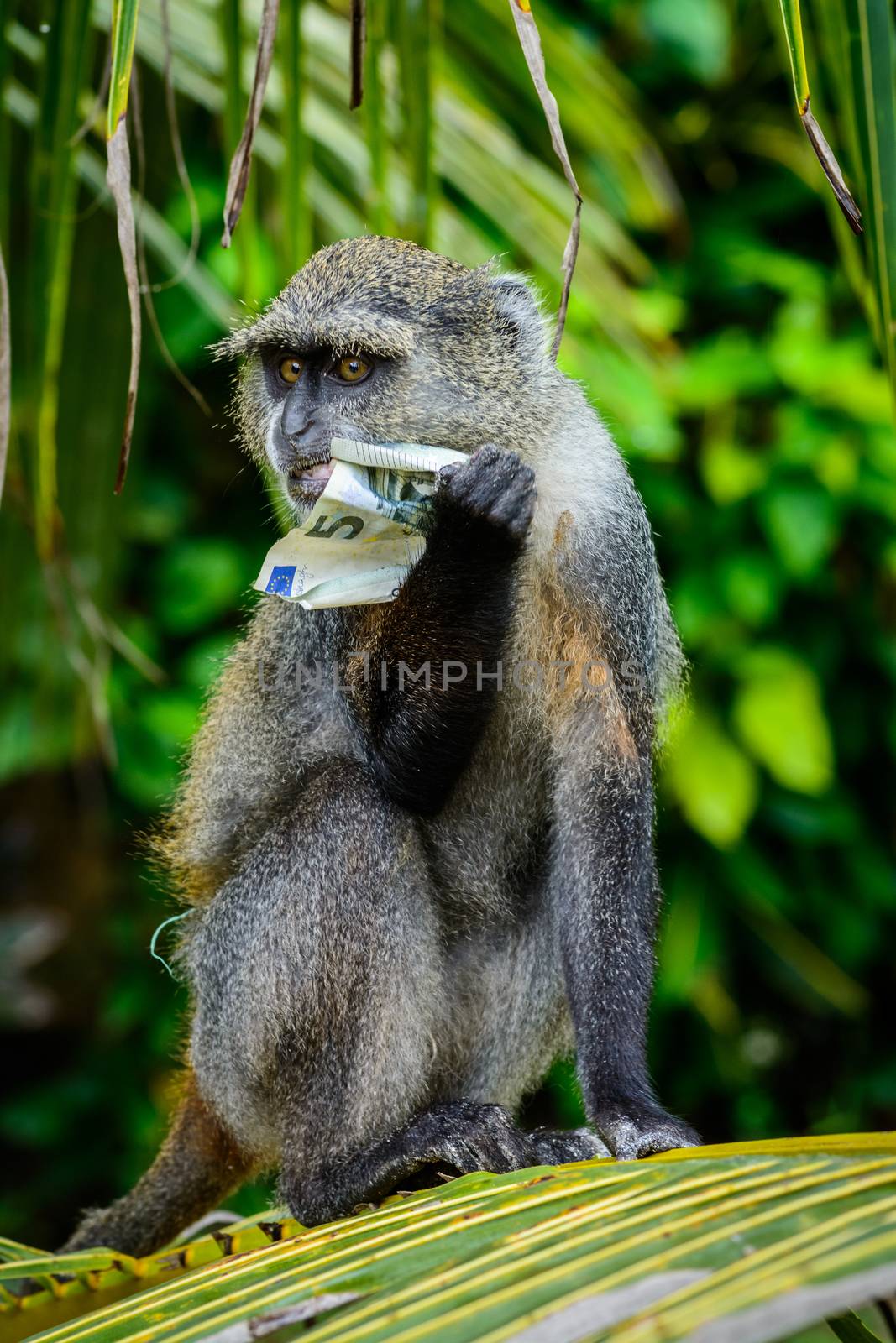 monkey hungry for money by Robertobinetti70