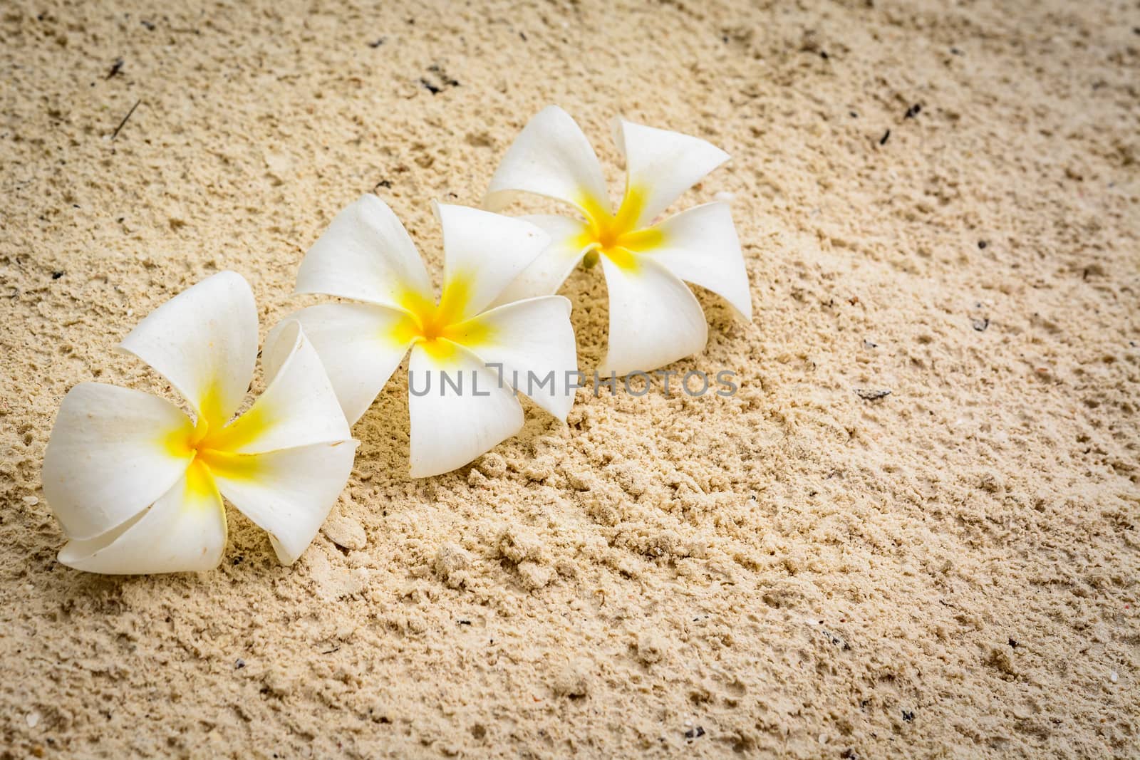 A nice flowers in Zanzibar,Tanzania africa.