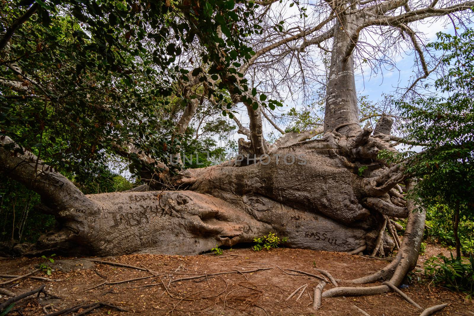 This is a Baobab tree fell due to a hurricane that hit the island of Zanzibar. 
The Baobab despite being dropped continues to live and grow and this makes it unique in the world. 
Zanzibar, Tanzania