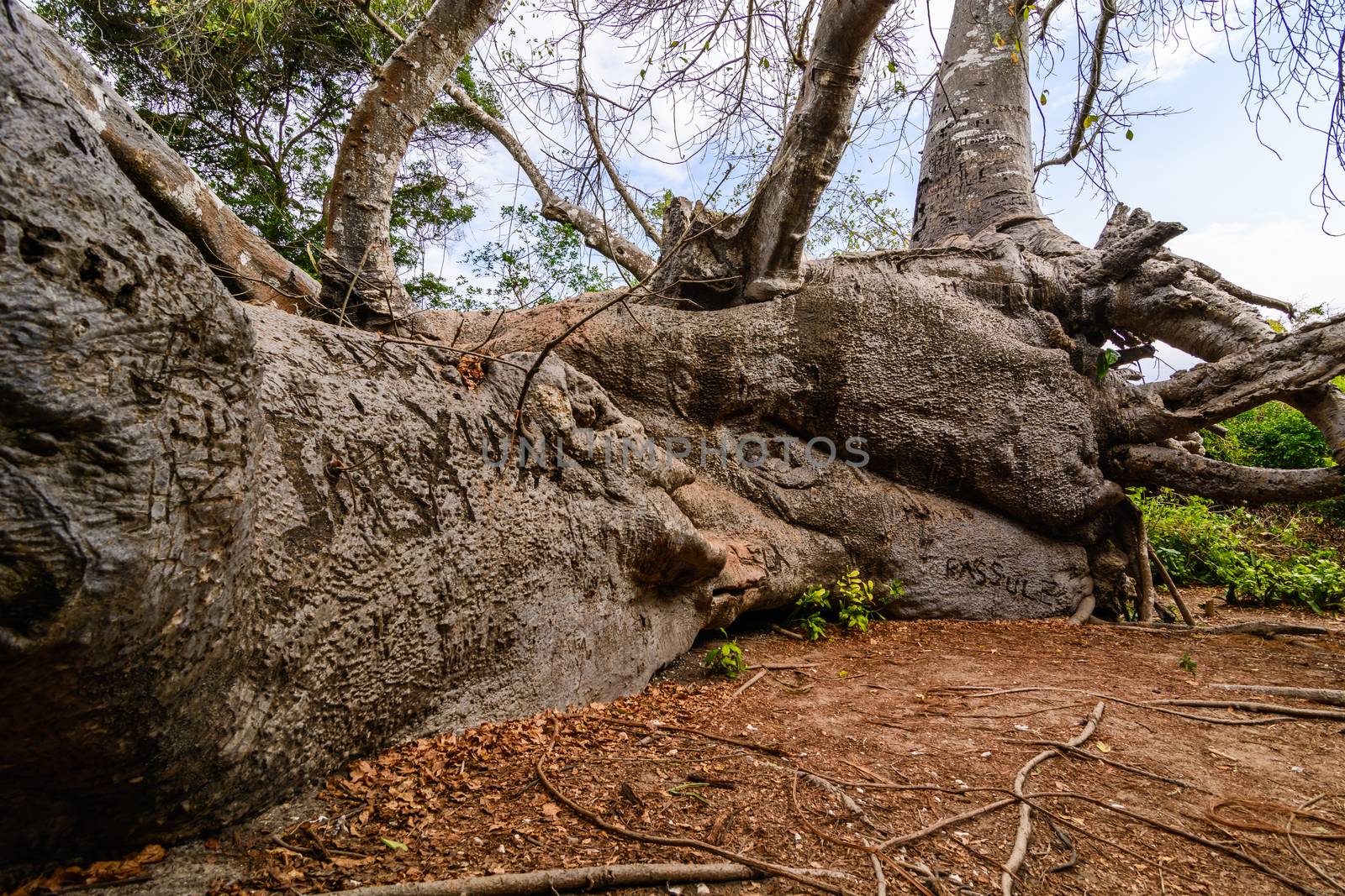 Baobab Zanzibar by Robertobinetti70