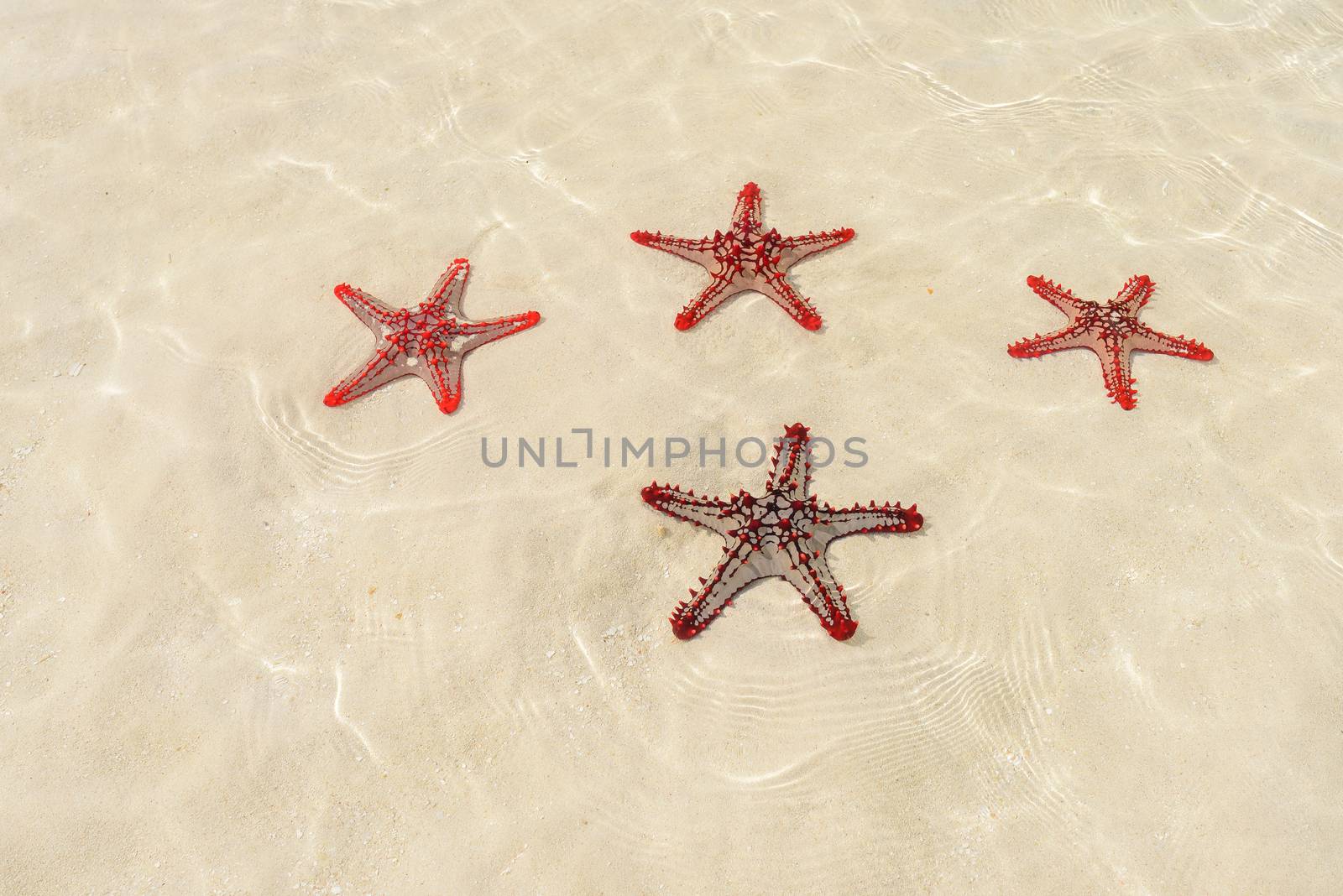 a nice view of four starfish underwater ocean indian in Zanzibar island.Tanzania