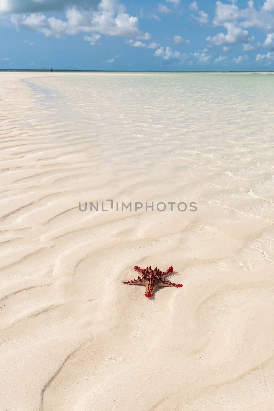 A wonderful Red starfish in zanzibar,Indian Ocean.