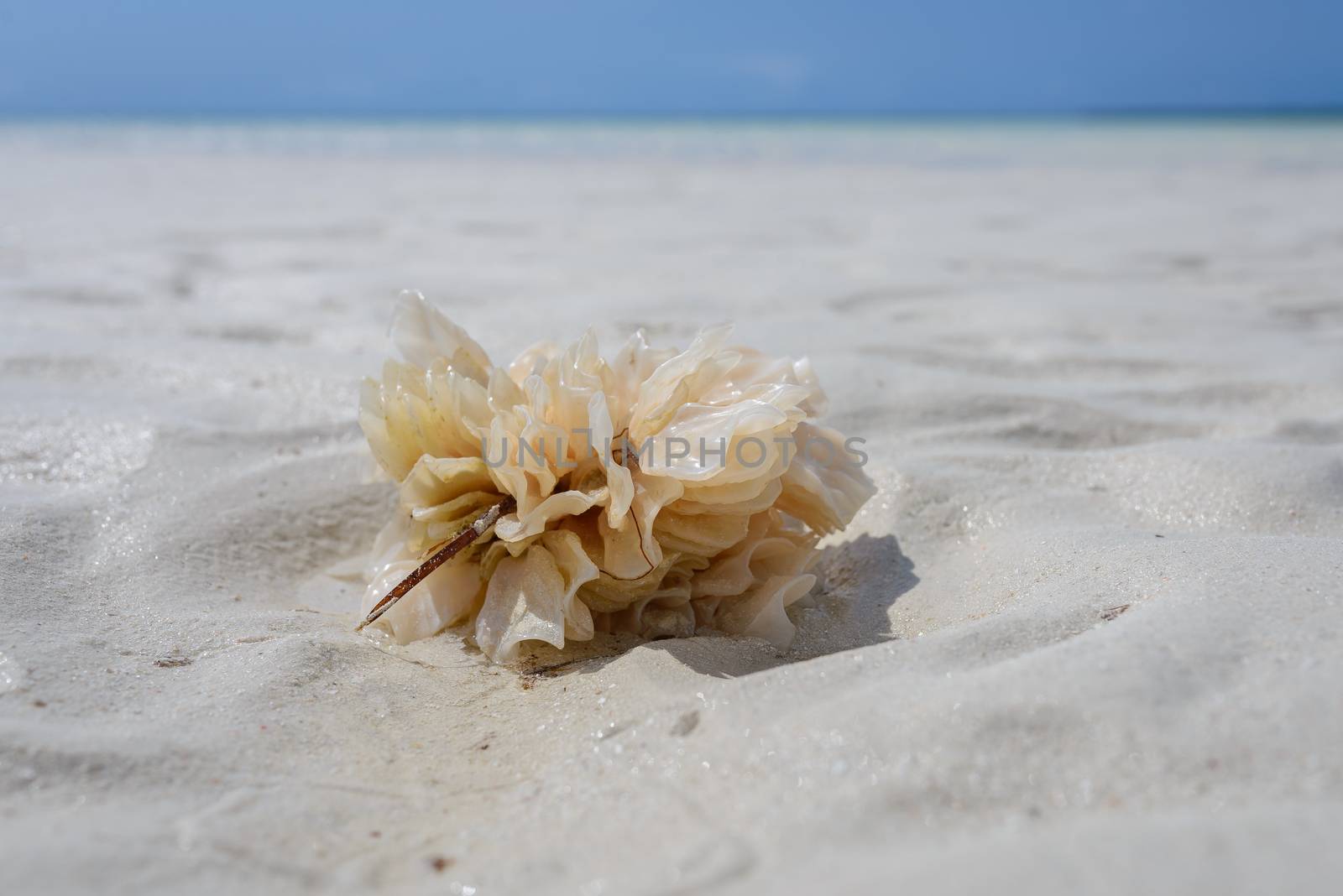 a nice view of coral in the beach in Zanzibar island ,Tanzania.
