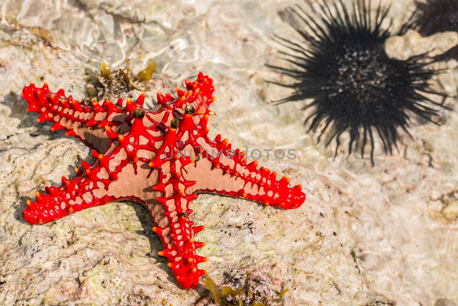 A wonderful starfish in zanzibar,Indian Ocean.