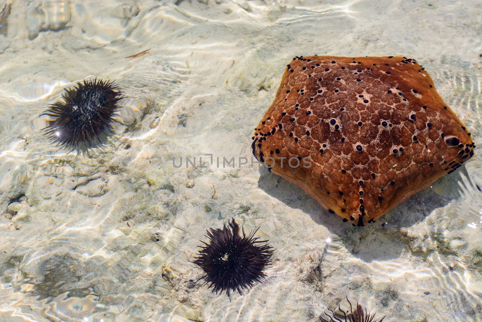 a nice view of Zanzibar seashell,Tanzania.