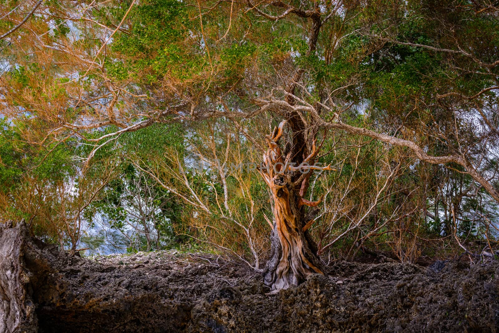 a nice tree in Zanzibar,Tanzania