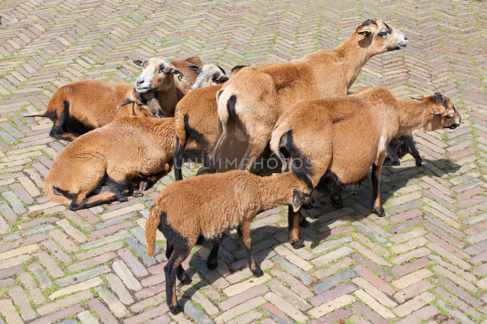 Flock of goats by michaklootwijk