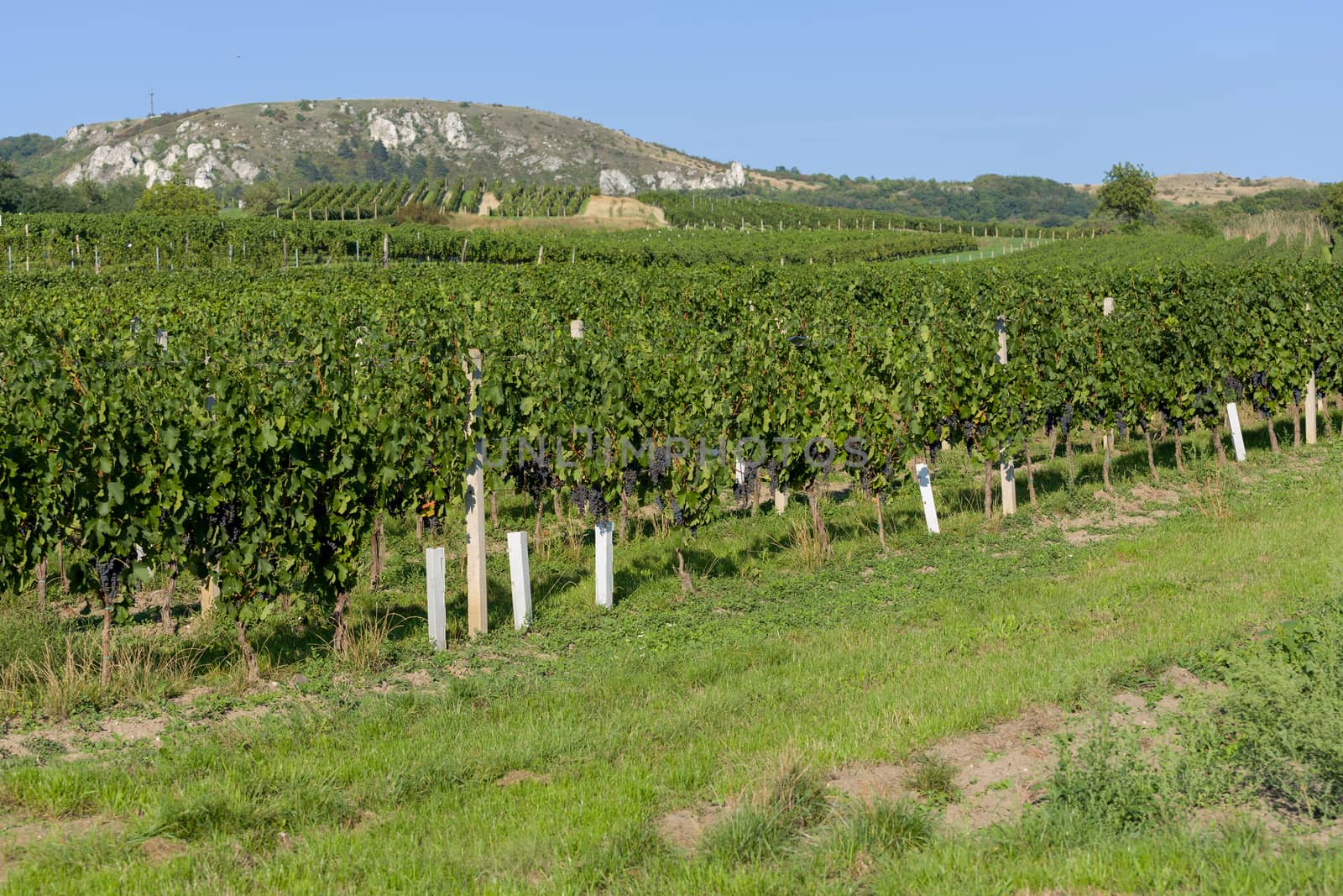 Vineyards under Palava. Czech Republic - South Moravian Region wine region