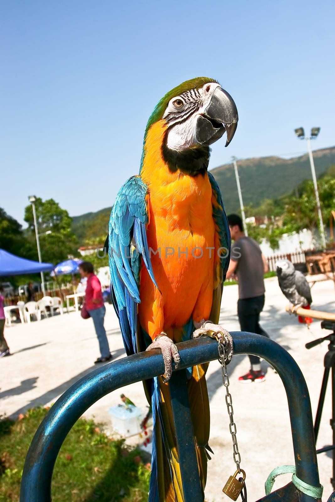 Ara ararauna (parrot) with blur background