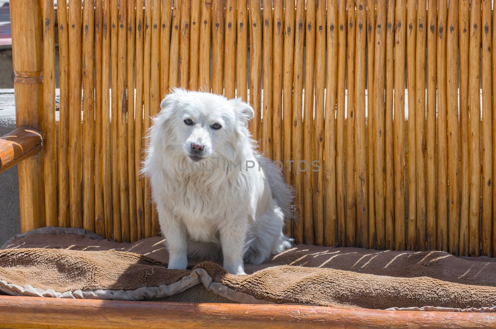 closed up the white dog is at outdoor