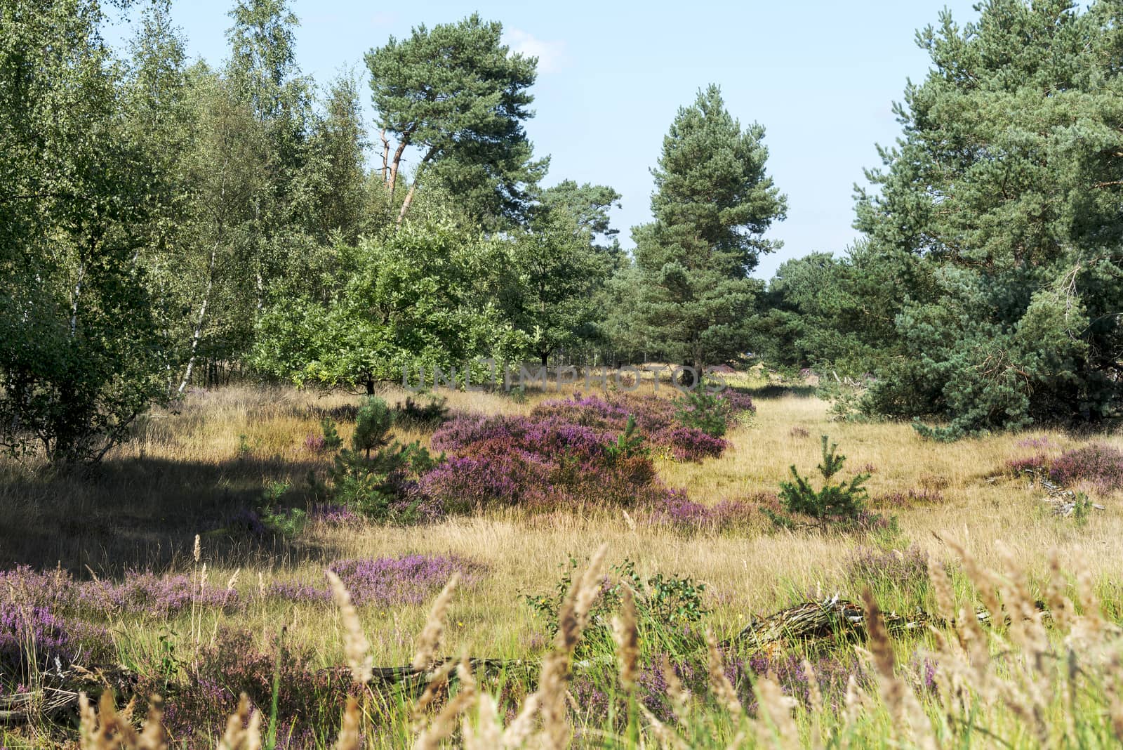 heath and green trees in holland nature hooge veluwe near the city of Kootwijk