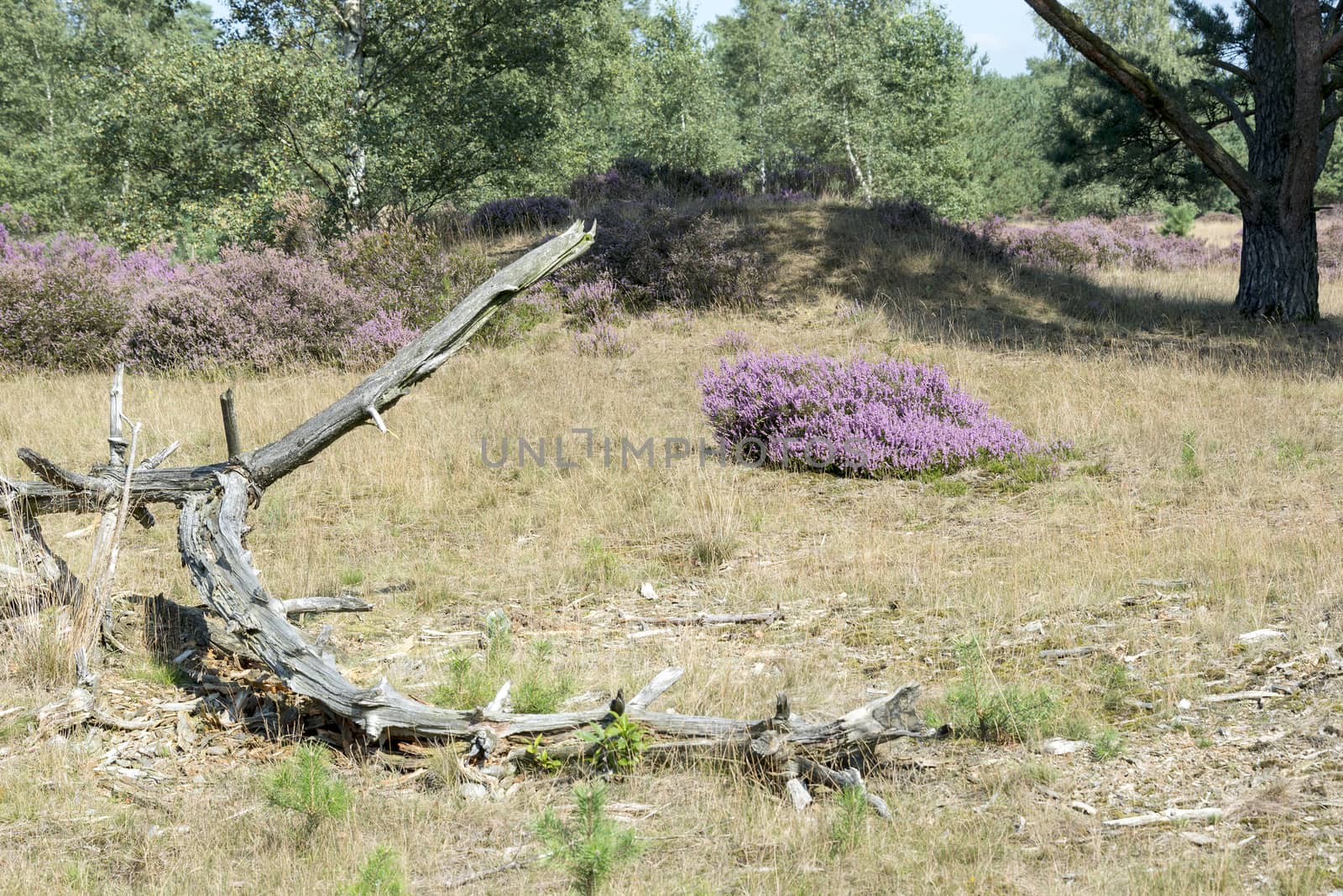 old dead tree branchon heath and green trees in holland nature hooge veluwe near the city of Kootwijk