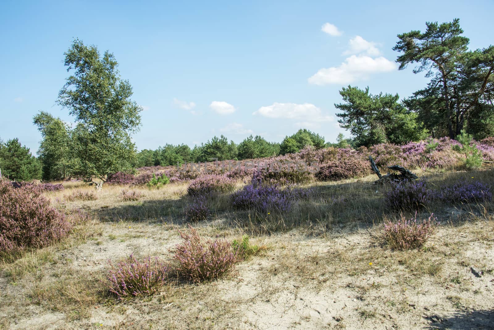 erica heather field in holland near Kootwijk Hooge Veluwe