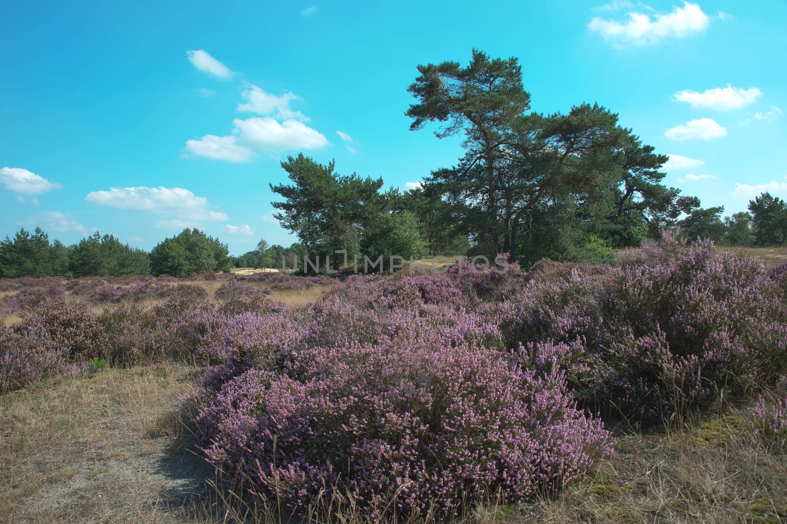 heath and green trees in holland nature hooge veluwe near the city of Kootwijk