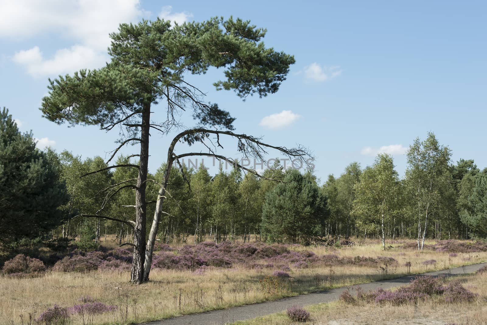 heath and green trees in holland nature hooge veluwe near the city of Kootwijk