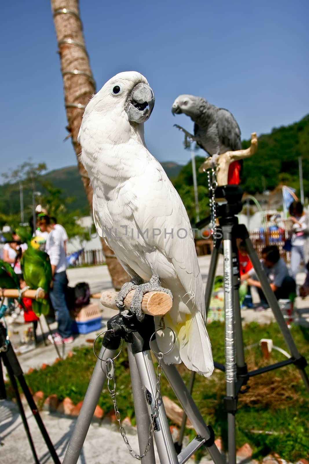 White Cockatoo by yayalineage