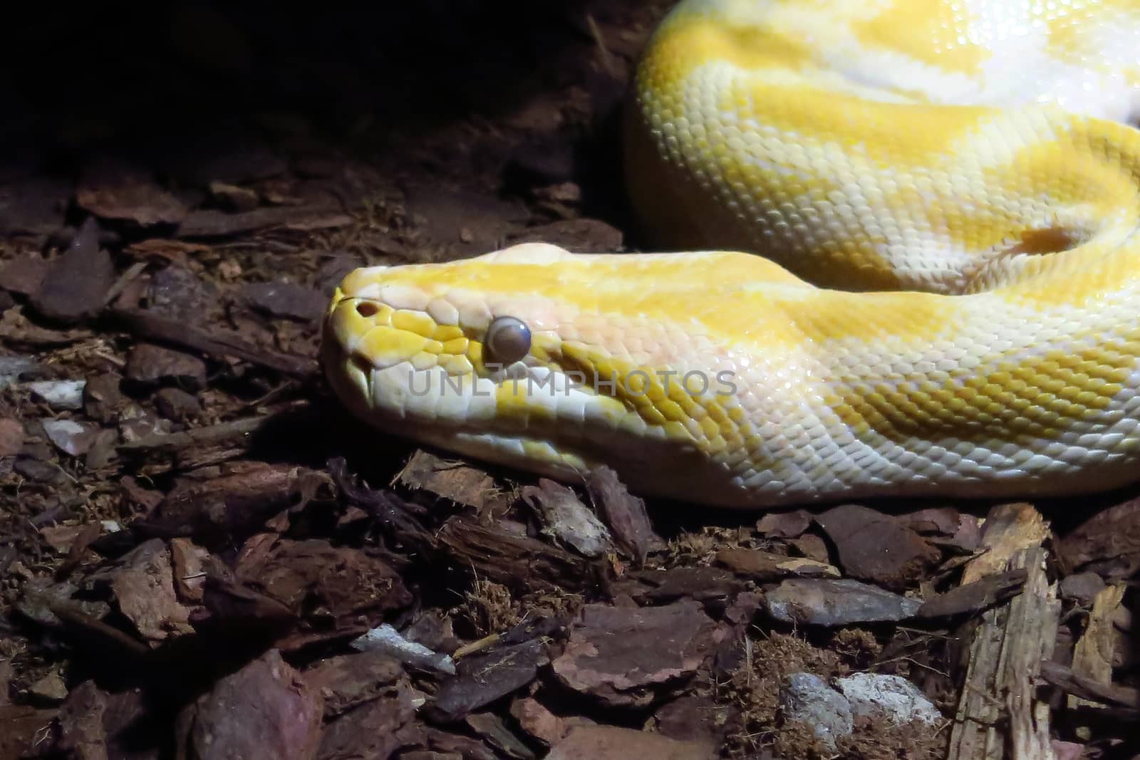 Head of a large specimen of albino python, along more than 3 meters