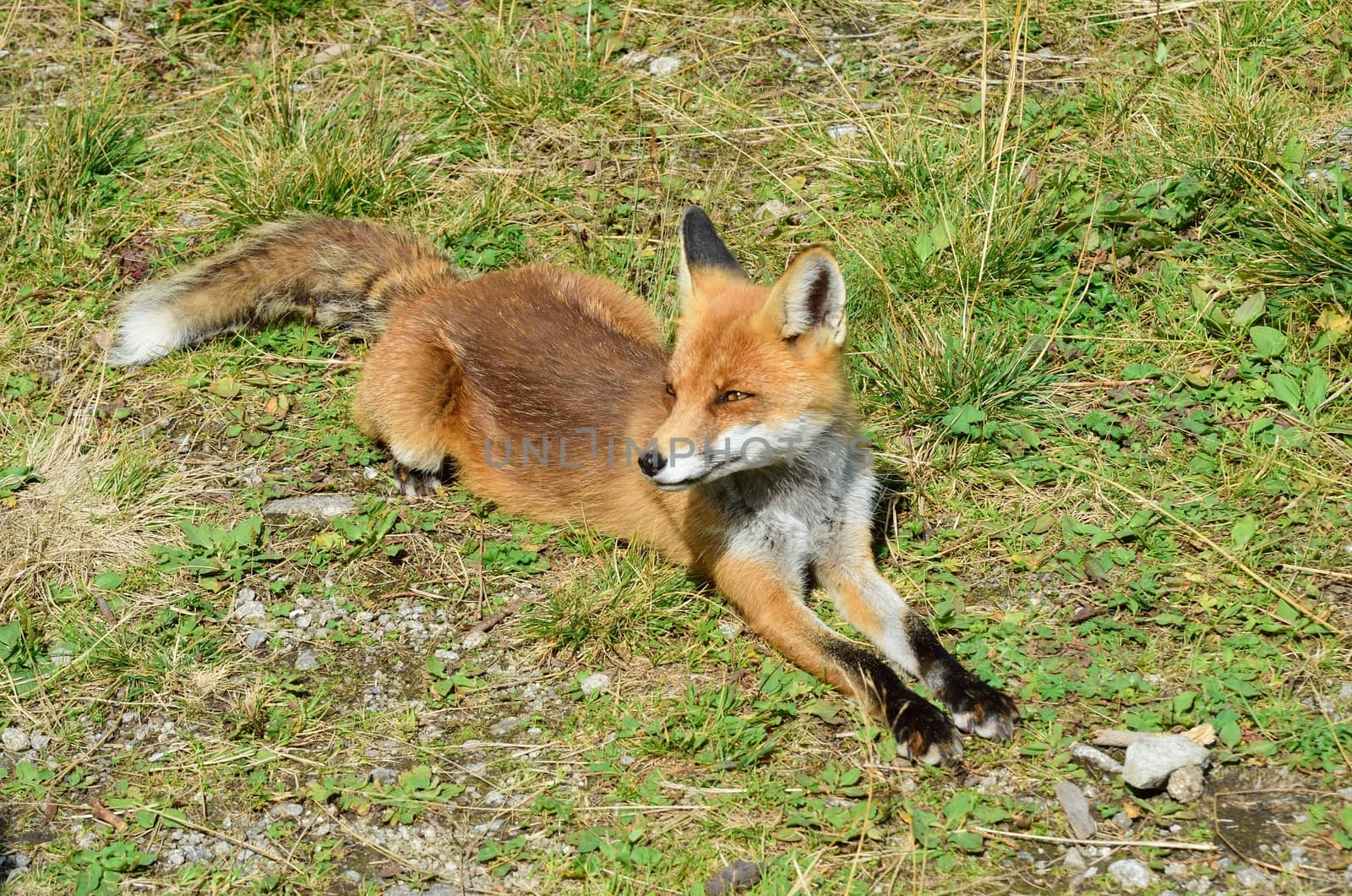 European Fox Lying by pauws99