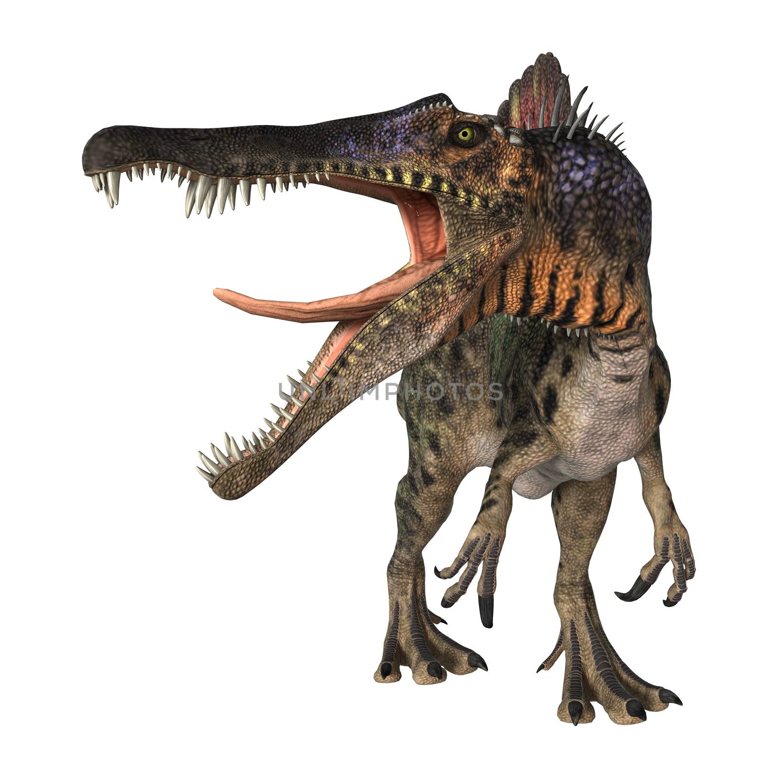 3D digital render of a dinosaur Spinosaurus isolated on white background