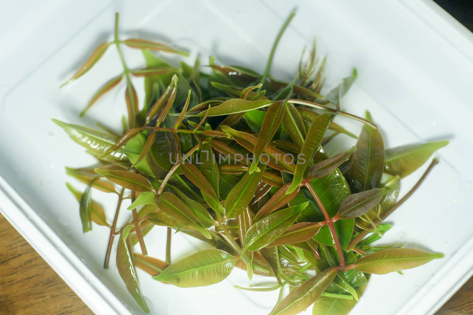 Fresh green olive leaves and lettuce leaves on white plate for food concept by mranucha