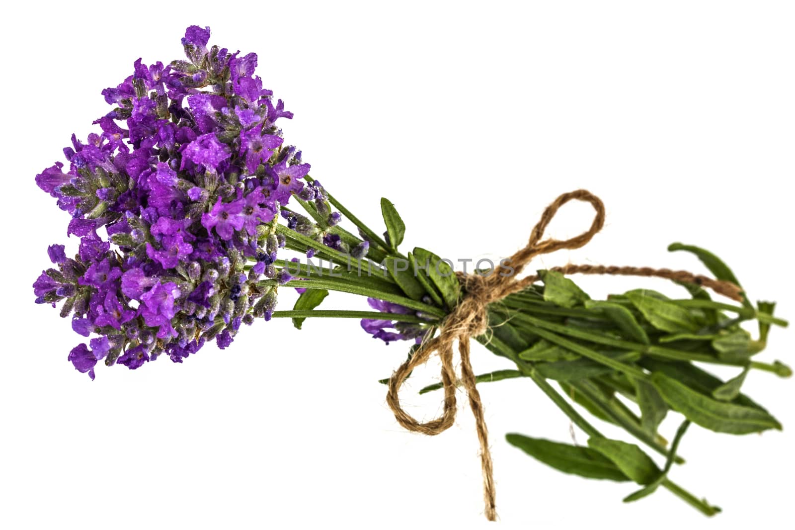 Bouquet of violet wild lavender flowers in dewdrops and tied with bow, isolated on white