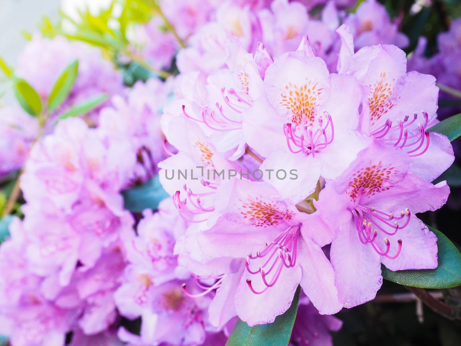 Rhododendron flower, magenta color, at closeup by Arvebettum