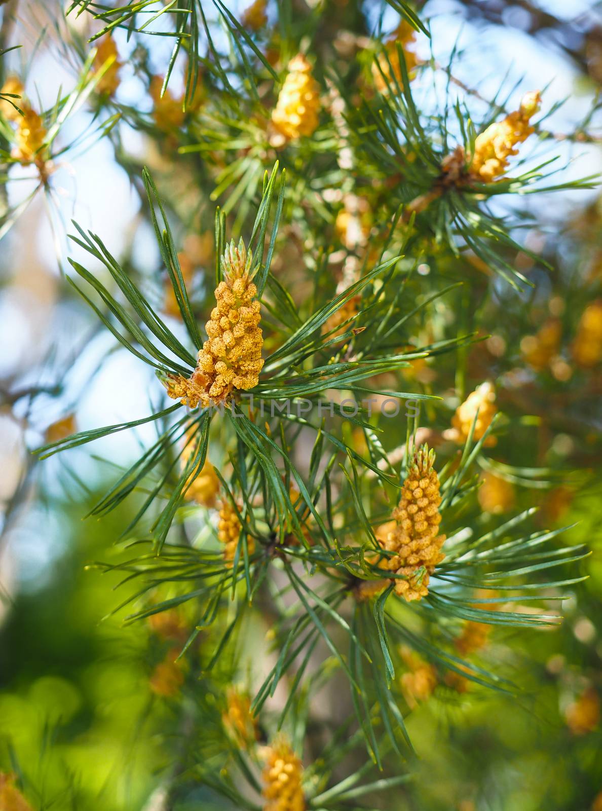 Evergreen pollination on fir tree at closeup in forest