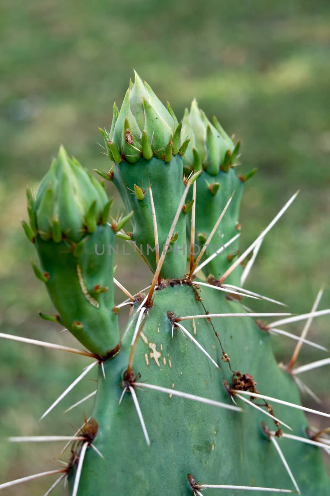Prickly pear (Opuntia) buds in the garden