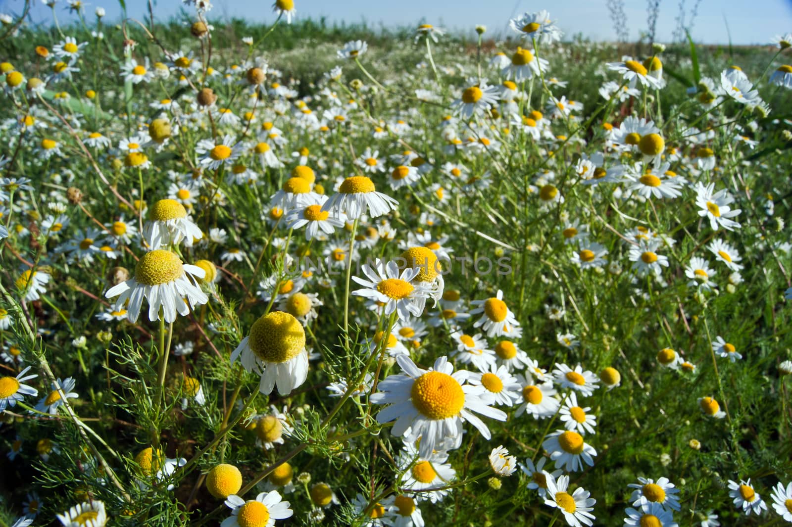 The field of medicinal plants blooming chamomile.