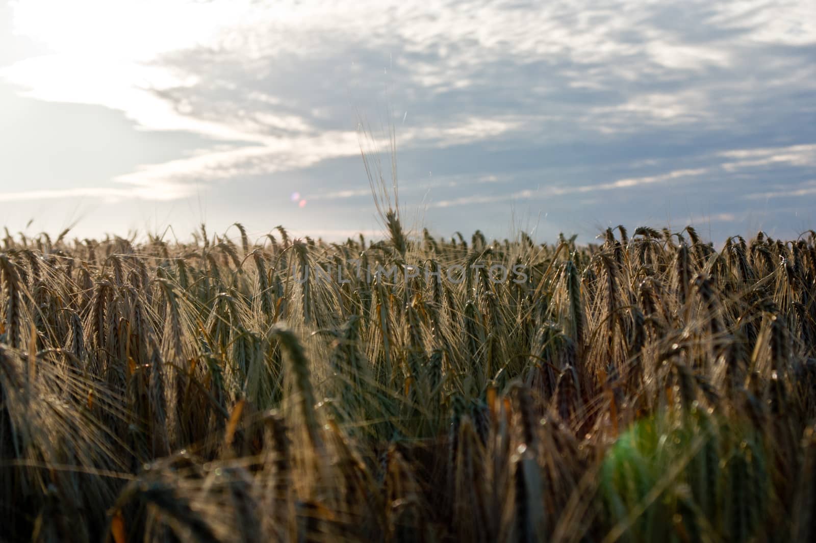 The mature before winter barley (Hordeum vulgare L.) harvests.