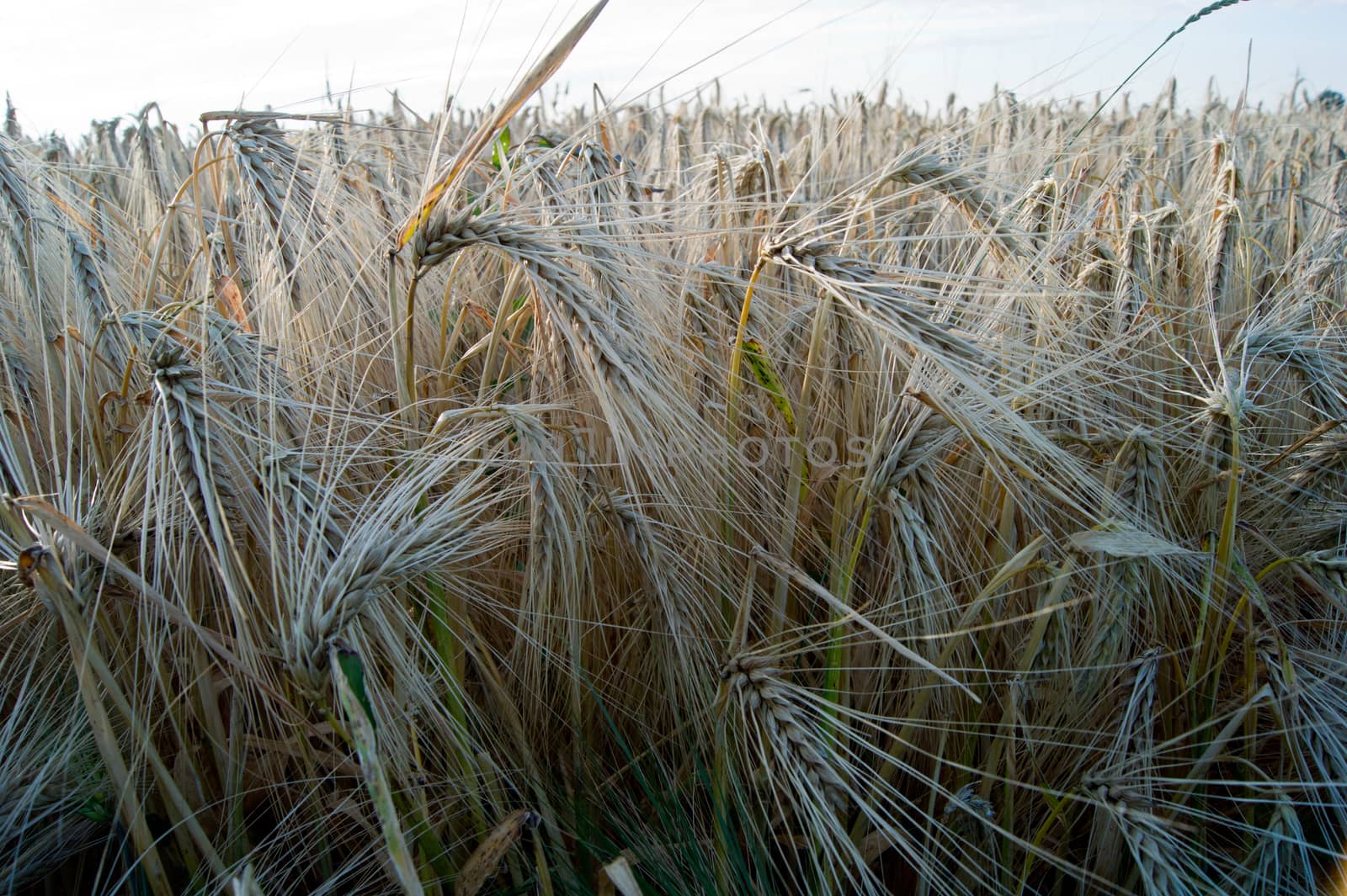 The mature before winter barley (Hordeum vulgare L.) harvests.