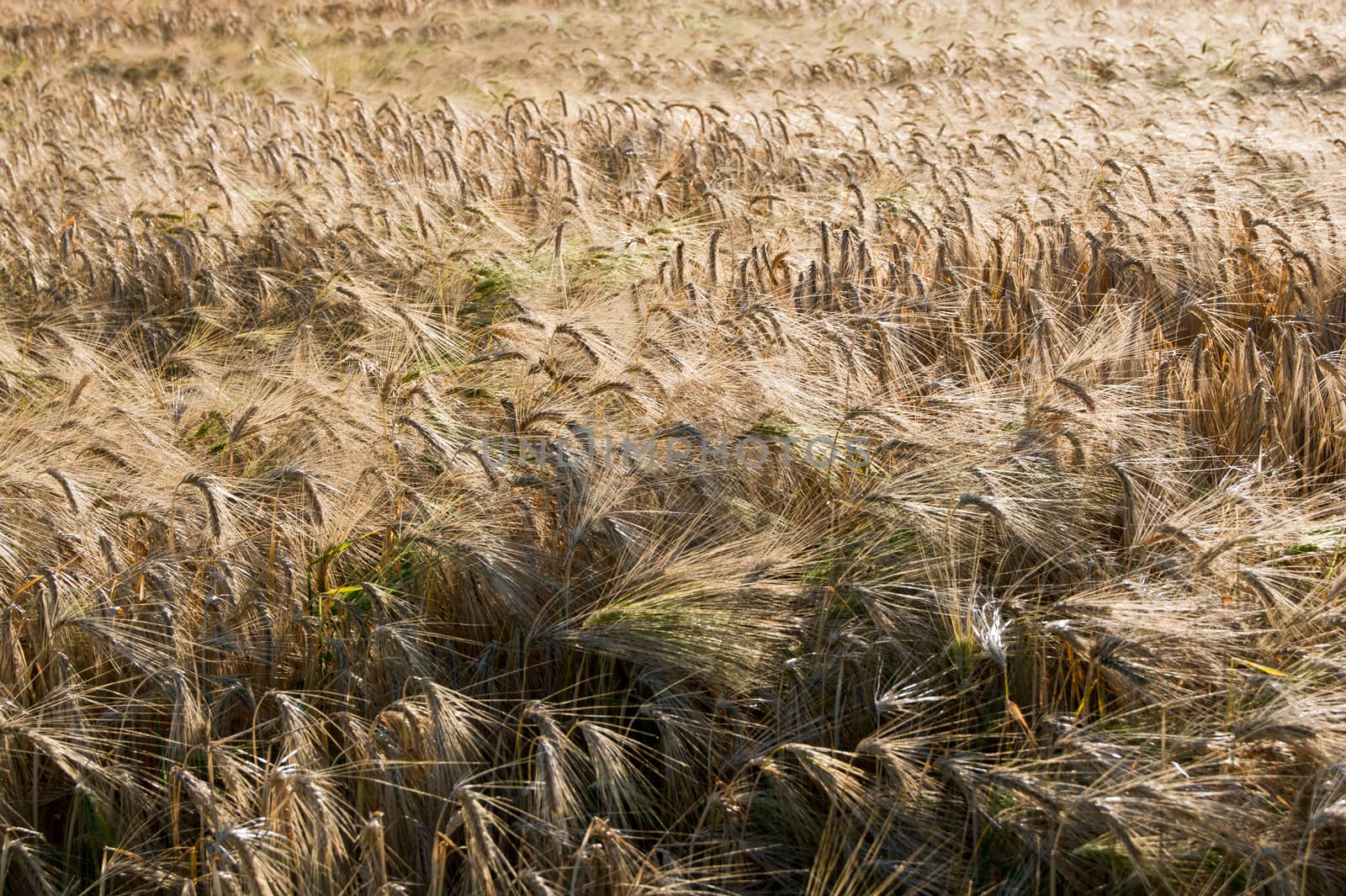 The mature before winter barley (Hordeum vulgare L.) harvests.