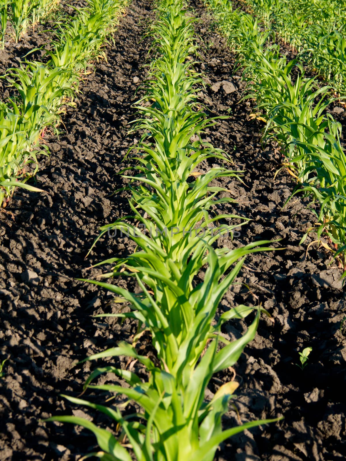 In developing corn plant (Zea mays) field.