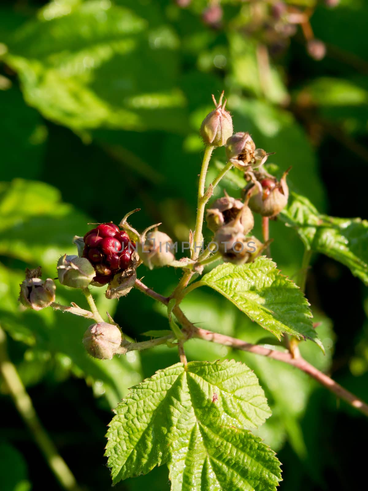 Wild raspberries (Rubus idaeus) through the forest.