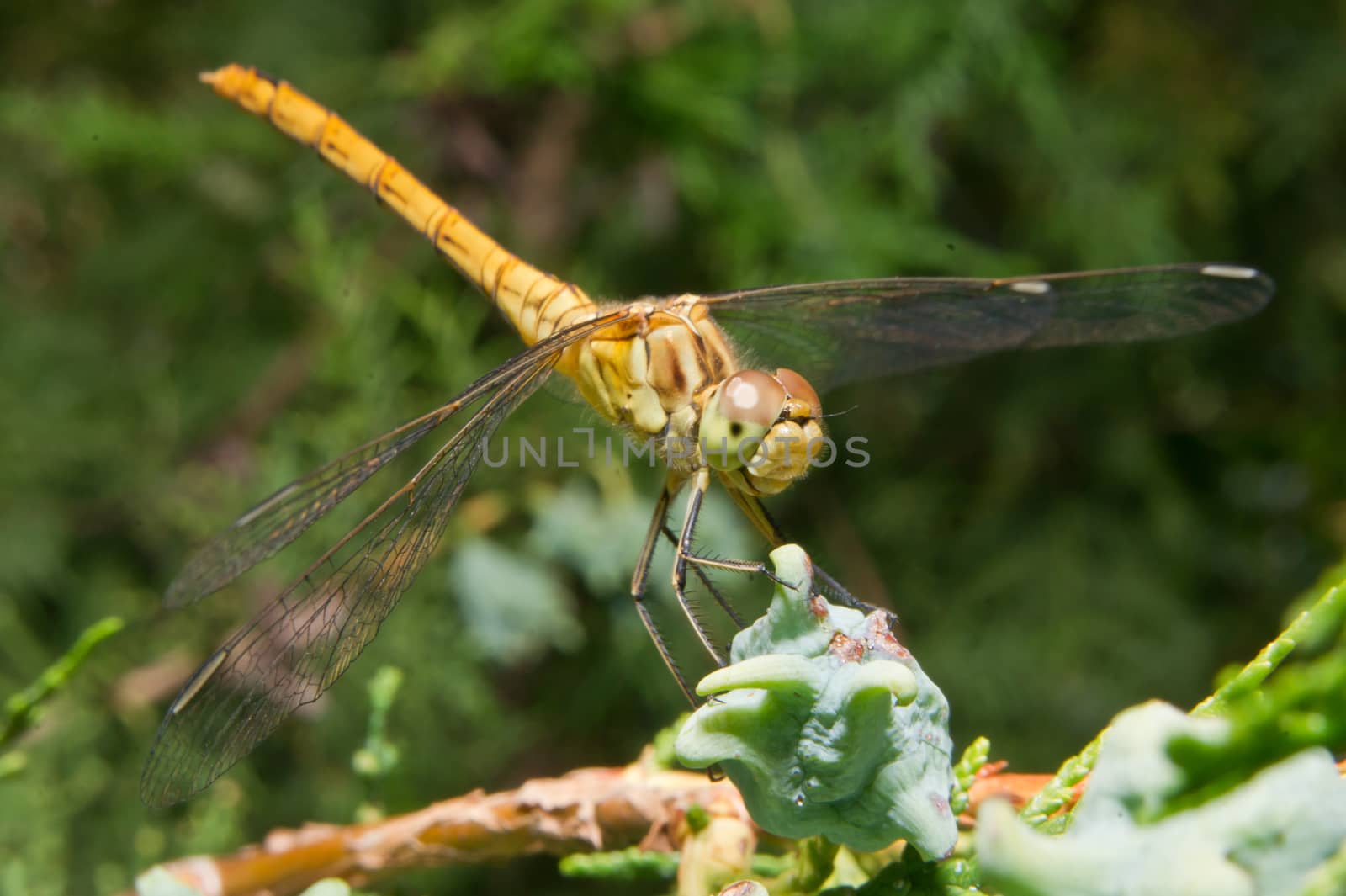 Dragonfly (Odonata) les prey among the Thuja