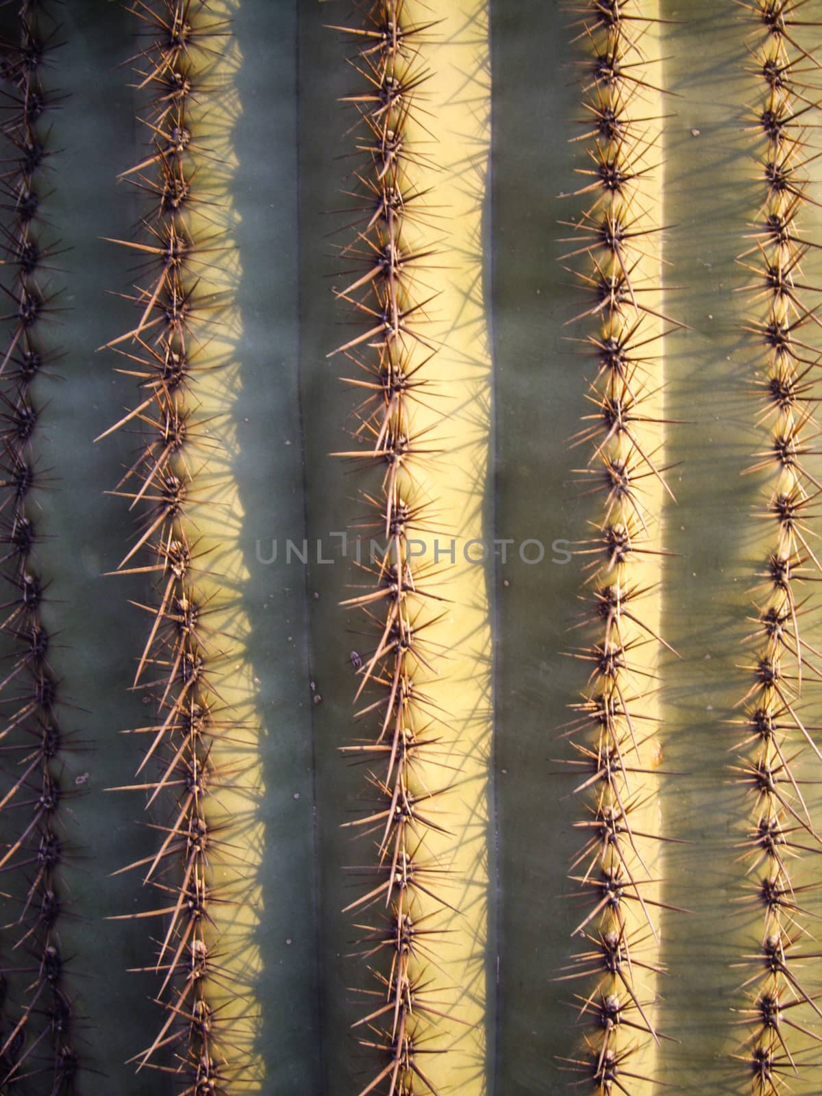 Saguaro Cactus  by emattil