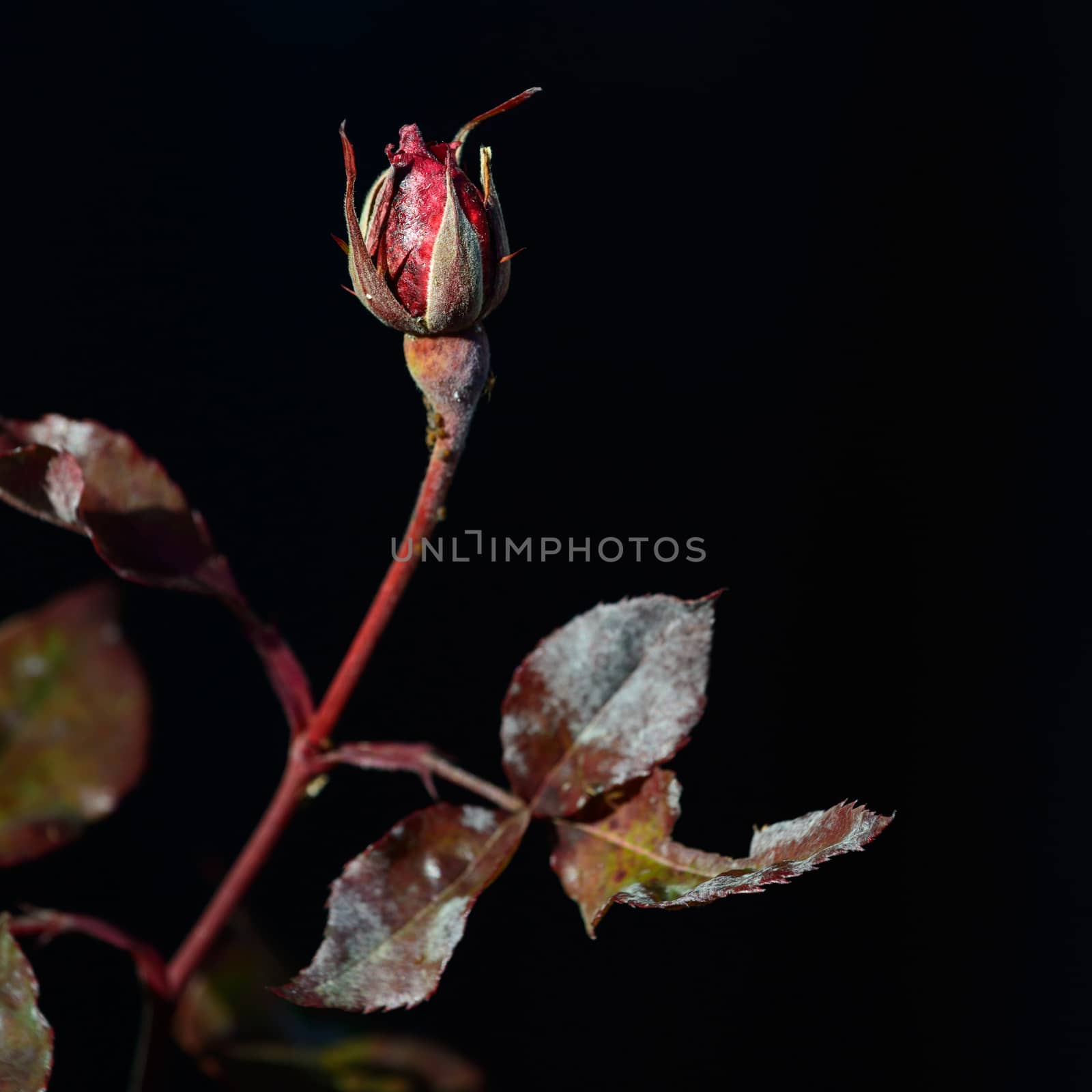 a nice view of rosebud frozen.it grows in the middle of winter in the italian Alps.