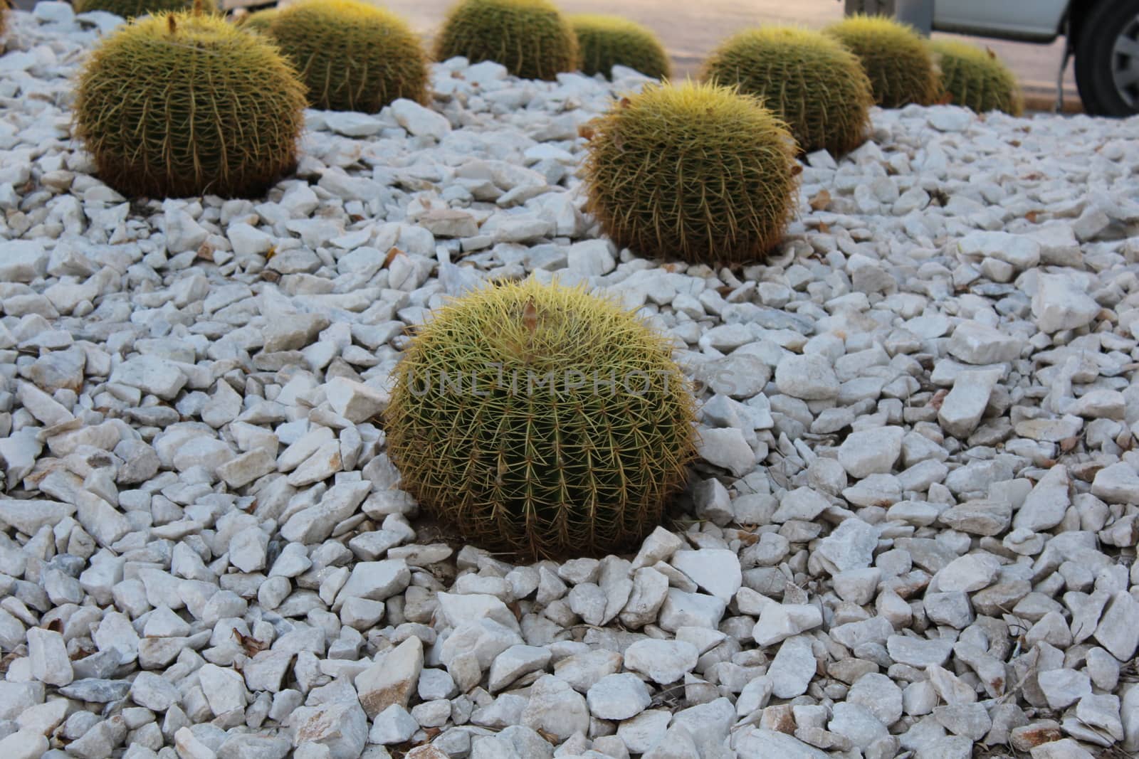 Golder barrel cacti by nurjan100