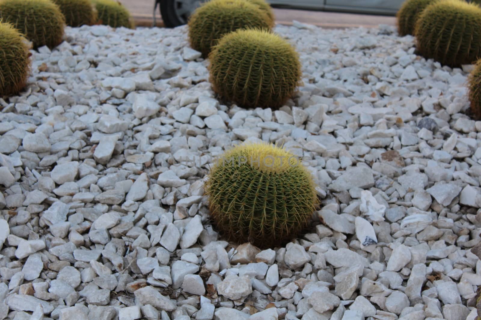 Cacti, with the common name Golden Barrel Cactus or Golden Ball Cactus (species name: Echinocactus grusonii).