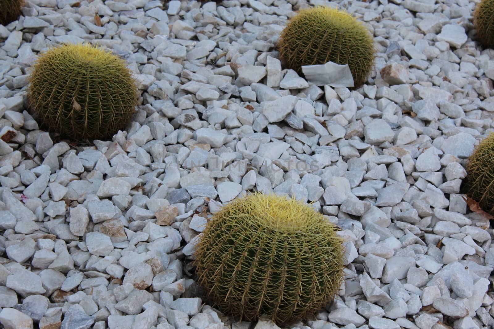 Cacti, with the common name Golden Barrel Cactus or Golden Ball Cactus (species name: Echinocactus grusonii).