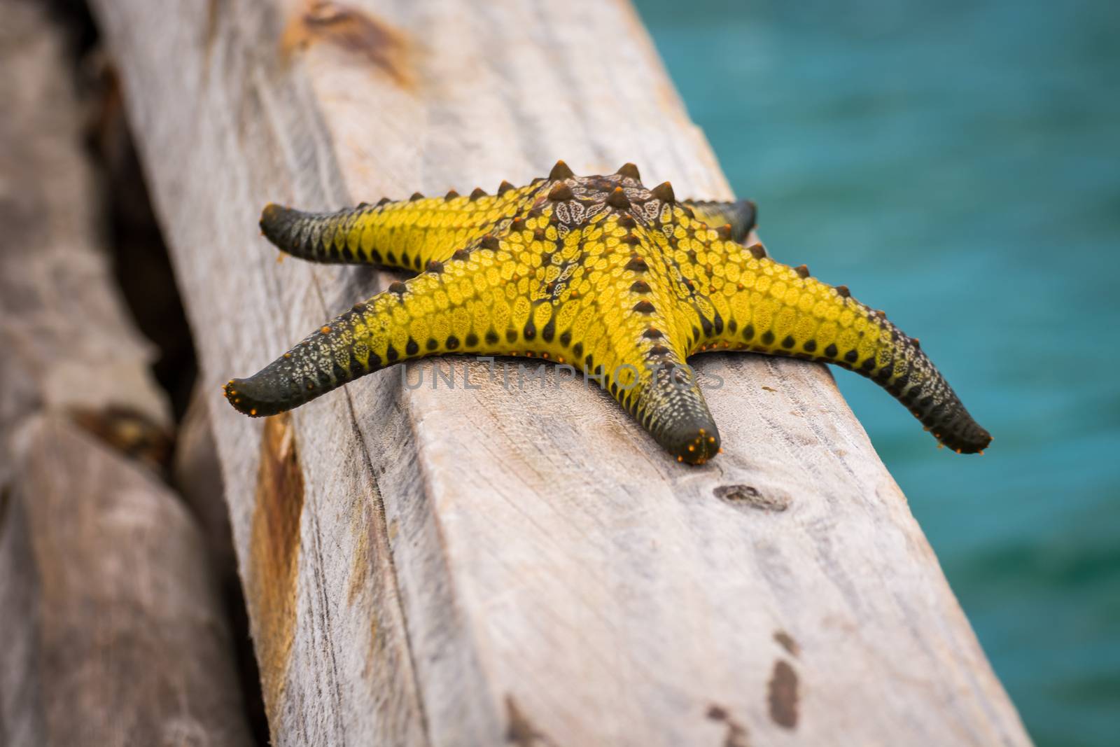 A wonderful yellow  starfish in zanzibar,Indian Ocean.