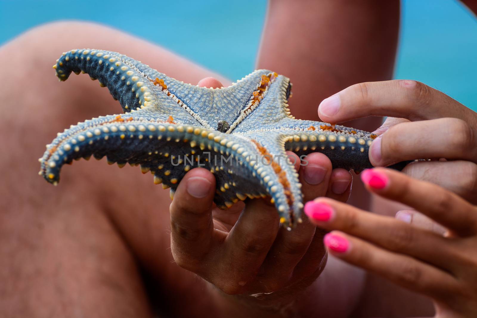 A wonderful blue and orange starfish in zanzibar,Indian Ocean.