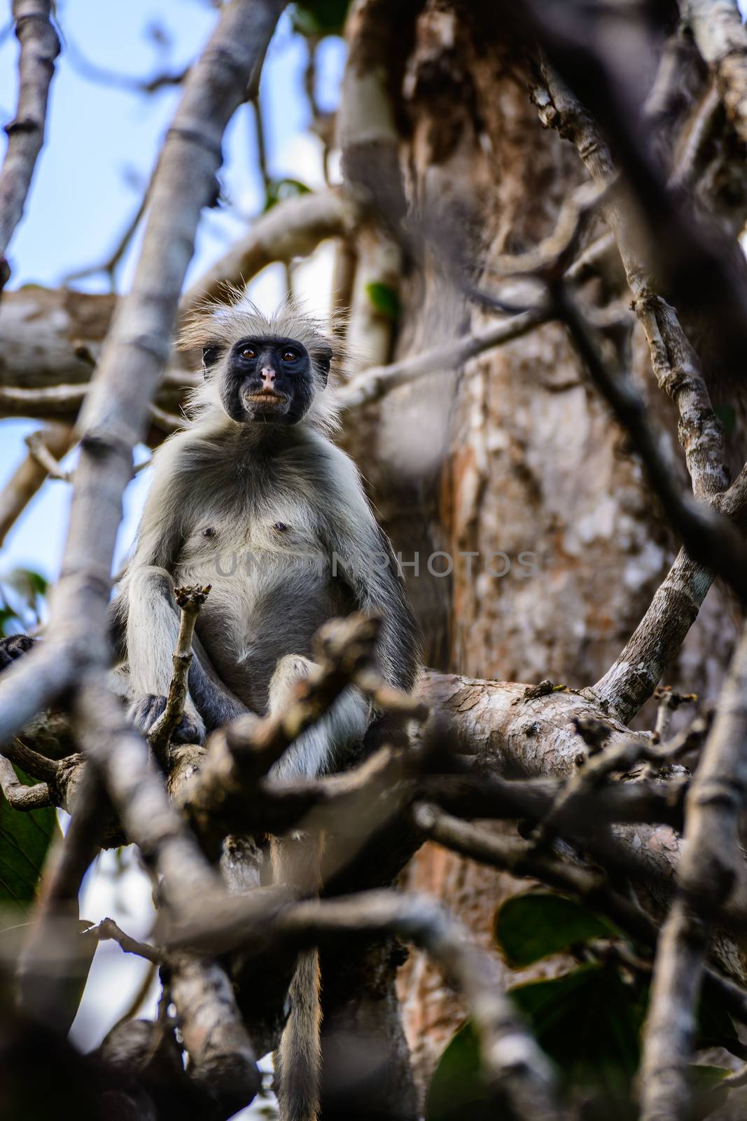 Red colubus monkey in Jozani forest Zanzibar,tanzania.